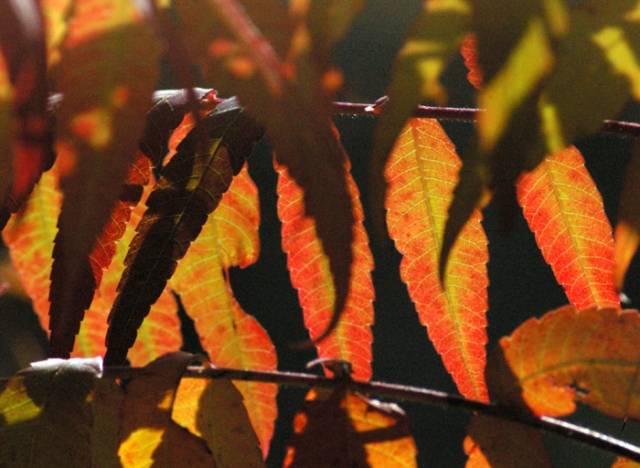 Orange Sumac Leaves