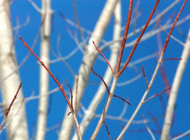 Red Tipped Branches