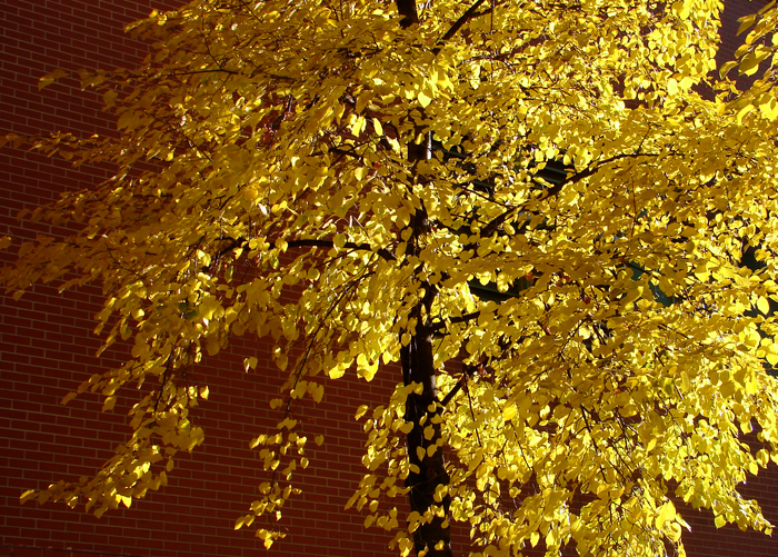 Golden Downtown Tree