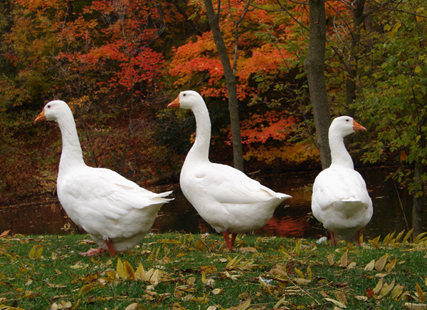 Three White Geese