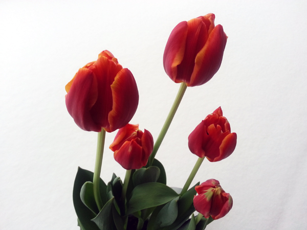 Five Tulips