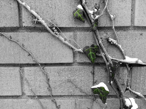 Winter Ivy