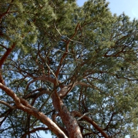 Graceful Red Pine