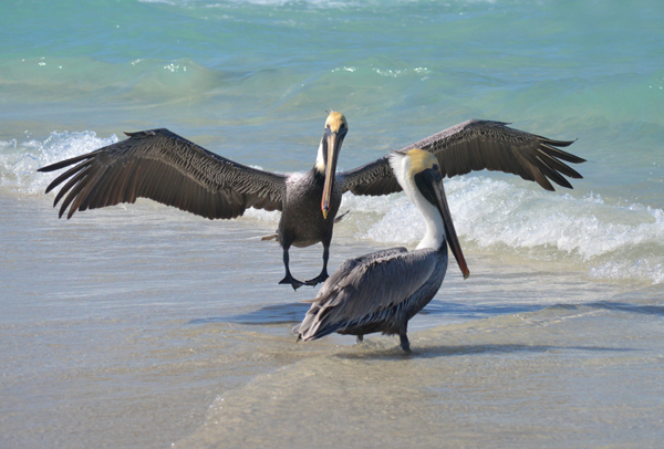 Pair of Pelicans