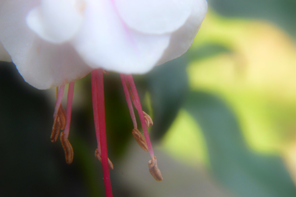 Soft Fuchsia