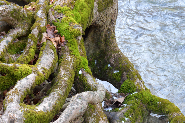 Mossy Roots