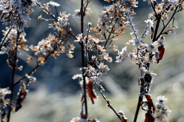 Winter Flowers in the Meadow