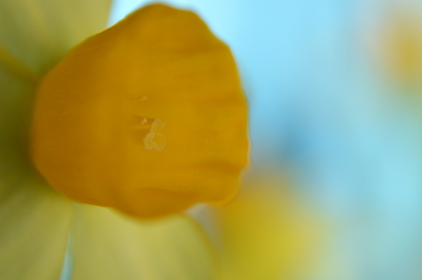Soft Daffodil