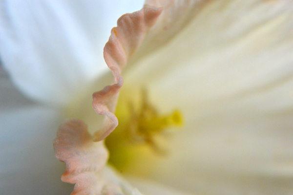 Frilly Edged Flower