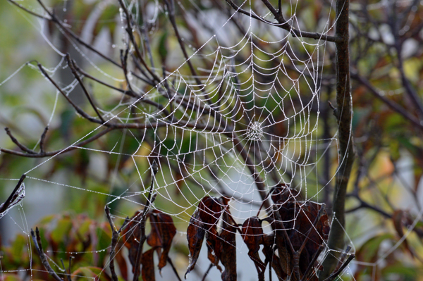 Fall Morning Web
