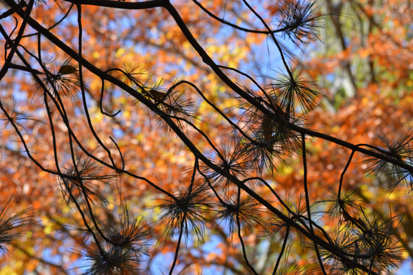 Pine Against Fall