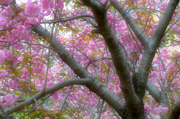 Soft Pink Trees I