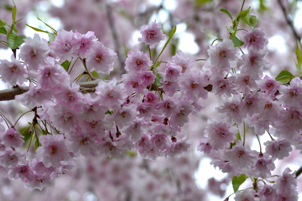 Sweet Cherry Blossoms