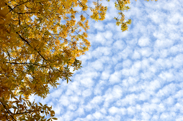 Yellow Leaves & Clouds