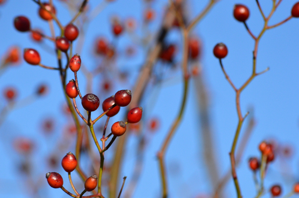 Rose Hips and Blue