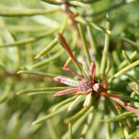 Little Spruce Needles