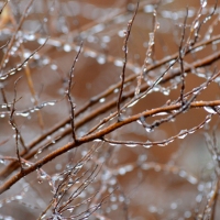 Beaded Branches II