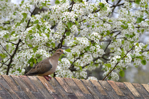 Spring Dove