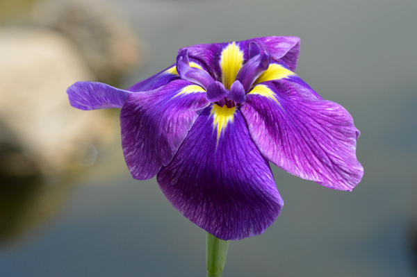 Purple and Yellow Iris