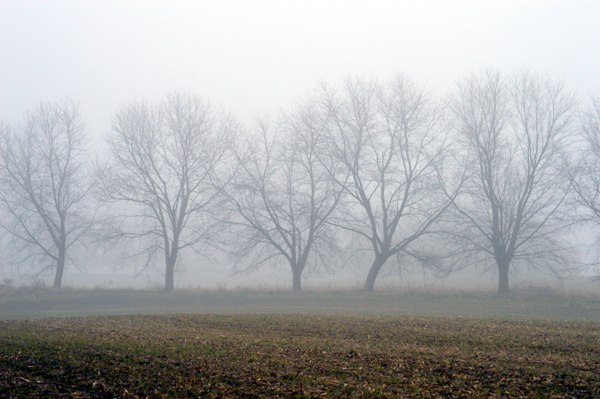 Five Foggy Trees