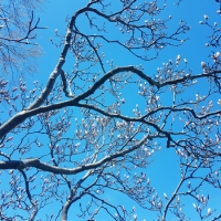 Magnolia and Blue Sky