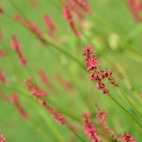 Thin Red Flowers
