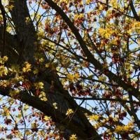 Spring Maple Branches