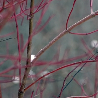 Red Branches